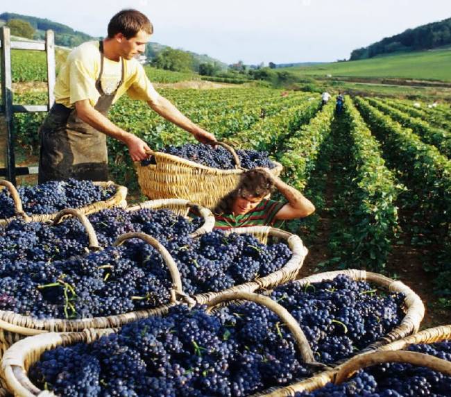 The Traditional Winemaking Process in Australia