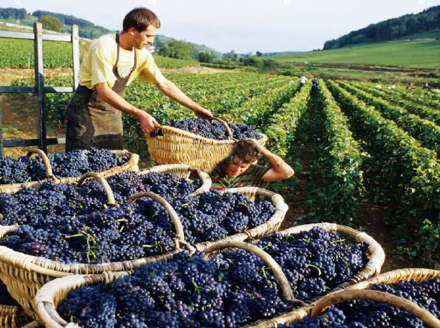 The Traditional Winemaking Process in Australia